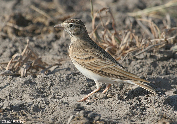 עפרונן קצר אצבעות Greater Short-toed Lark             Calandrella brachydactyla שדות מעוז חיים,עמק בית שאן,ספטמבר 2008.צלם:ליאור כסלו